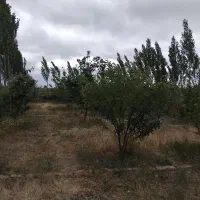 کاشت گل تعویض خاک گلدان هرس انواع درخت|خدمات باغبانی و درختکاری|اردبیل, |دیوار