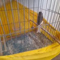 قناری قرص سره خاکی|پرنده|هشتگرد, فاز ۲ مهستان|دیوار