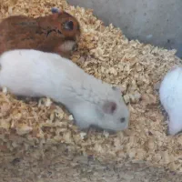 همستر|موش و خرگوش|فردیس, داوری|دیوار