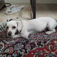 شیتزوتریر نر