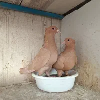 کرمونی