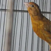 جوجه|پرنده|شهرکرد, |دیوار