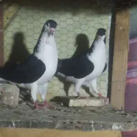کبوتر ساده