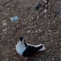 یک جفت چپ سیاه شق