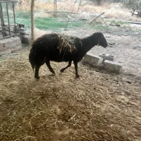 میش قصر گوشتی