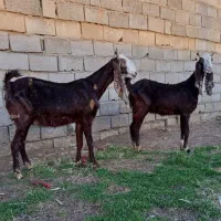 دو عدد بز پاکستانی آبستن