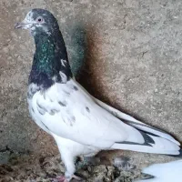 تیدی کله سبز|پرنده|بندر ماهشهر, |دیوار