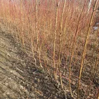 نهال انگور،مویز،گردو،گیلاس