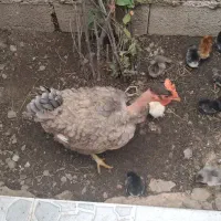 مرغ مادر و جوجه