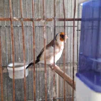 فروش سره نر وماده|پرنده|پاکدشت, پاکدشت (مامازند)|دیوار