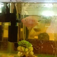 پرت ماده تخم گذار