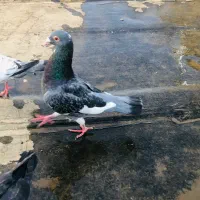 کفتر جفتگاه و پرشی