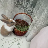 خرگوش ناقلا و بشدت دوس داشتنی