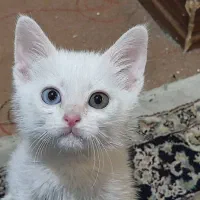 واگذاری گربه