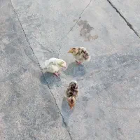 فروش جوجه بوقلمون
