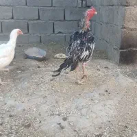 خروس دوساله