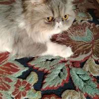 پرشین سوپرفلت گربه