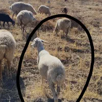بره ماده|حیوانات مزرعه|مشگین شهر, |دیوار