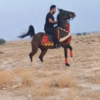 مادیون شجره دار سواریدار همه چی تموم ۶ دنگ درجه یک