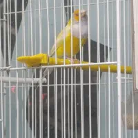 عروس هلندی کوتوله مرغ عشق گلدین نرگسی قناری|پرنده|مشهد, شهرک بهارستان|دیوار