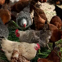 خروس محلی برای قربانی و نسل گیری|حیوانات مزرعه|نوشهر, |دیوار