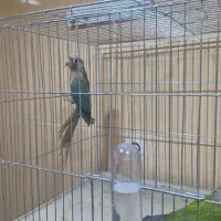 گرینچیک مولد