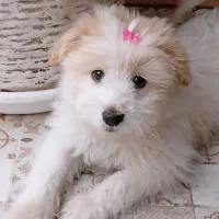 فروش سگ شیتزو ۶ ماهه