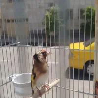 سهره جوجه امسال دهن زن