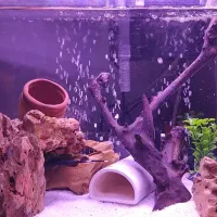 اکواریوم شیشه خم