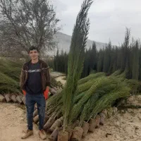 تولید کننده نهال سروناز شیراز (سرو ناز) ریشه پرس