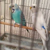 سه جفت مرغ عشق به شرط سلامت جوجه دهی