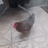 مرغ یک ساله تازه به تخم آمده فروشی