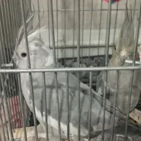 فروش عروس هلندی