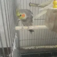 انگشترعروس هلندی کفتر|جواهرات|سبزوار, توحیدشهر|دیوار