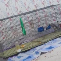 قفس