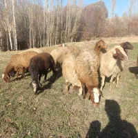گوسفند داشتی جوان آبستن ومایه کرده