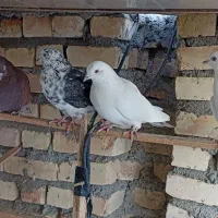 کفتر کبوتر|پرنده|جوادآباد, |دیوار