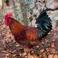 خروس محلی|حیوانات مزرعه|فشم, |دیوار