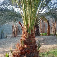 دمیت گنتار