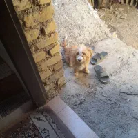 سگ پامر|سگ|فیروزآباد (فارس), |دیوار