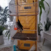 عروس هلندی|پرنده|تربت‌حیدریه, شهرک ولیعصر|دیوار