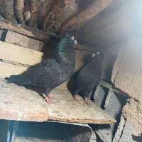 کبوتر یک چین