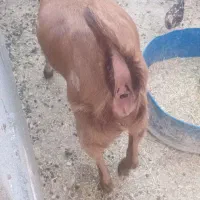 بز درجه یک قیمت پای مامعله ابسن|حیوانات مزرعه|بندر دیر, |دیوار