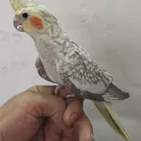 عروس هلندی مرواریدی