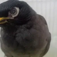 مرغ مینا دون خور باقفس