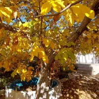 اجاره کوتاه مدت ویلایی یاس|اجارهٔ کوتاهمدت ویلا و باغ|شهمیرزاد, |دیوار