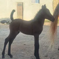 خرید فروش اسب