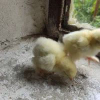 فروش جوجه برهما اصل رومانی