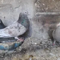 کبوتر نرهفت رنگ