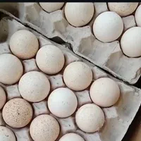 فروش تخم نطفه دار بوقلمون برنز و بیوتی|حیوانات مزرعه|تهران, بازار|دیوار